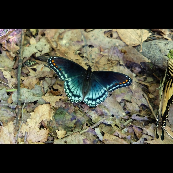 butterfly2136